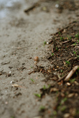 snail crawls after rain, selective focus