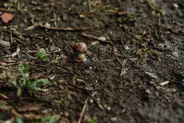 snail crawls after rain, selective focus