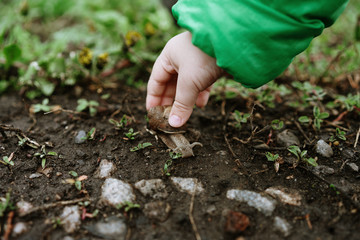 child's hand picks up a snail from the ground © Людмила Таможенко
