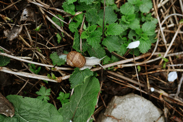 snail crawls after rain, selective focus