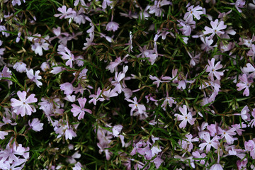 little purple flowers, selective focus