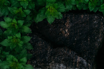 plant on a background of stones