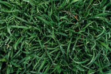 green plant texture, nature after rain, selective focus