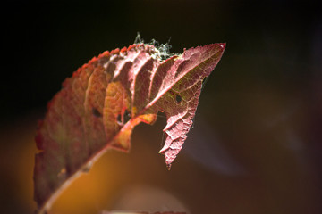 Autumn red leaves, incomplete leaves, sunset and leaves