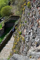 blumen und steingewächse an einer natursteinmauer