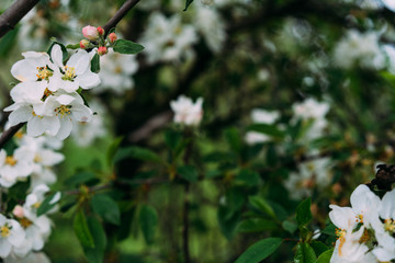 blossoms apple tree, first spring flowers, selective focus