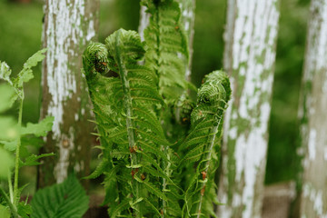 young fern leaves, a fairy tale about Ivan Kupala, selective focus