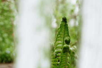 young fern leaves, a fairy tale about Ivan Kupala, selective focus