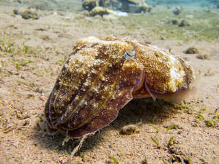 Close up of a cuttlefish hovering above a sandy bottom - Underwater at dive site Bannerfish Bay in Dahab, Egypt.