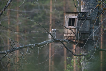 Young Ural owl (Strix uralensis) is on the tree branch in front of nest box with a forest background. curious early steps