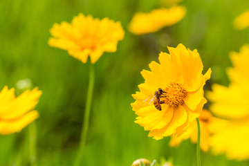 the bee closeup on the blooming flower