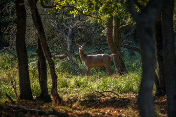 Naklejka na ściany i meble Female deer in the forest