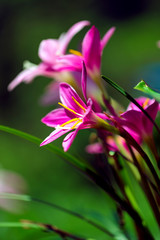 A Bunch Of Wild Lily Flowers Blooming On The Wall.