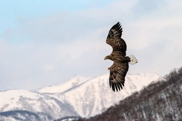White-tailed eagle flying in front of winter mountains scenery in Hokkaido, Bird silhouette. Beautiful nature scenery in winter. Mountain covered by snow, glacier, birding in Asia, wallpaper,Japan
