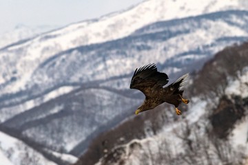 White-tailed eagle flying in front of winter mountains scenery in Hokkaido, Bird silhouette. Beautiful nature scenery in winter. Mountain covered by snow, glacier, birding in Asia, wallpaper,Japan