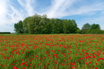 Obraz na płótnie Canvas Poppy field in Loire valley