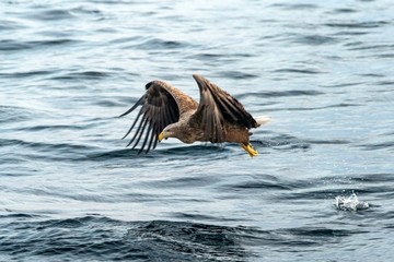 Fototapeta premium White-tailed eagle in flight, eagle with a fish which has been just plucked from the water in Hokkaido, Japan, eagle with a fish flies over a sea, majestic sea eagle, exotic birding in Asia,wallpaper