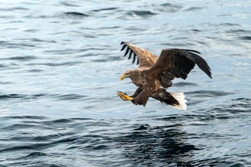 White-tailed eagle in flight, eagle trying to catch fish from the water in Hokkaido, Japan, eagle with a fish flies over a sea, majestic sea eagle, exotic birding in Asia,wallpaper