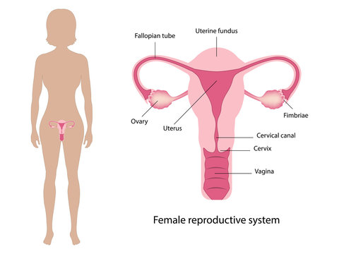 Easy trick to draw Female Reproductive System Class 10 | Female  reproductive system, Reproductive system, Biology diagrams