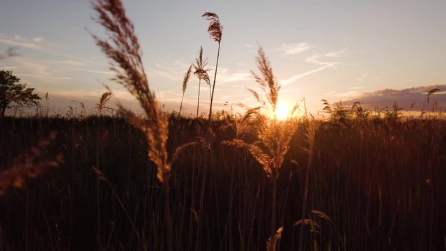 Cespugli e piante al tramonto nella natura mossi dal vento.