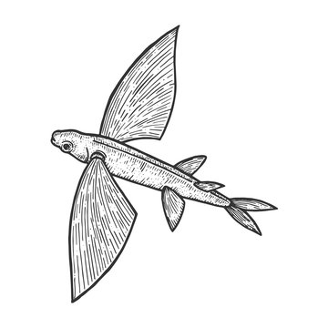 recommend clip art: Flying fish animal sketch engraving vector illustration. Scratch board style imitation. Black and white hand drawn image.