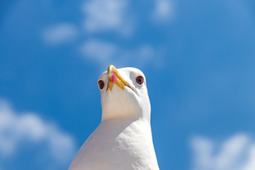 seagull on background of blue sky