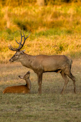Deer and a fawn on a forest feild, buck protecting a fewn