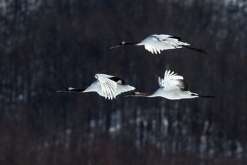 Red crowned cranes (grus japonensis) in flight with outstretched wings against forest, winter, Hokkaido, Japan, japanese crane, beautiful mystic national white and black birds, elegant animal