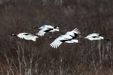 Red crowned cranes (grus japonensis) in flight with outstretched wings against forest, winter, Hokkaido, Japan, japanese crane, beautiful mystic national white and black birds, elegant animal