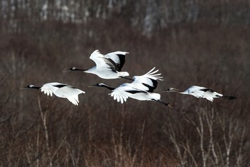 Red crowned cranes (grus japonensis) in flight with outstretched wings against forest, winter, Hokkaido, Japan, japanese crane, beautiful mystic national white and black birds, elegant animal