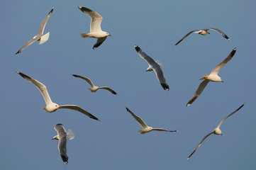 Ten seagulls fly in the sky