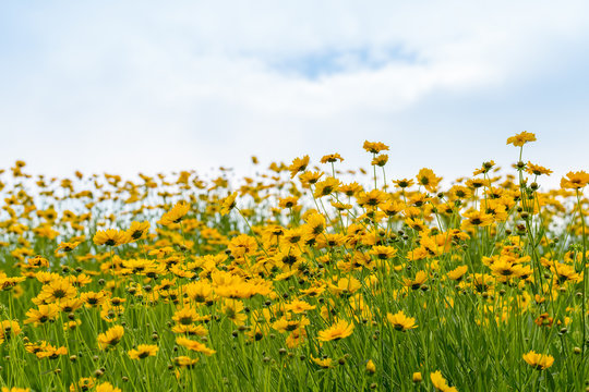 coreopsis flowers blooming with blue sky