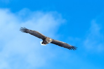 White-tailed eagle in flight, eagle flying against blue sky with clouds in Hokkaido, Japan, silhouette of eagle at sunrise, majestic sea eagle, wallpaper, bird isolated silhouette, birding in Asia