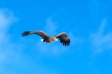 White-tailed eagle in flight, eagle flying against blue sky with clouds in Hokkaido, Japan, silhouette of eagle at sunrise, majestic sea eagle, wallpaper, bird isolated silhouette, birding in Asia