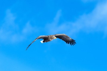 White-tailed eagle in flight, eagle flying against blue sky with clouds in Hokkaido, Japan, silhouette of eagle at sunrise, majestic sea eagle, wallpaper, bird isolated silhouette, birding in Asia