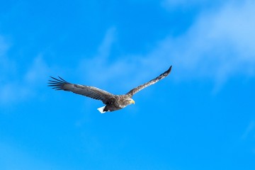 White-tailed eagle in flight, eagle flying against blue sky with clouds in Hokkaido, Japan, silhouette of eagle at sunrise, majestic sea eagle, wallpaper, bird isolated silhouette, birding in Asia