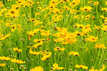 yellow coreopsis flower blooming closeup