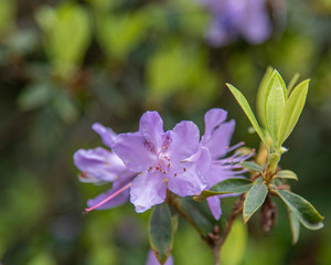 Pink Spring Flowers