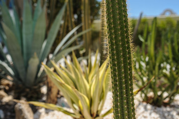 cactus garden in a resort on the coast of red sea