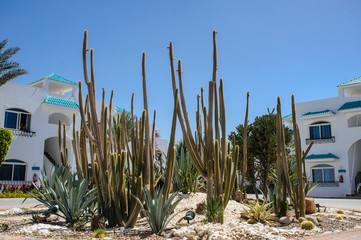 cactus garden in a resort on the coast of red sea