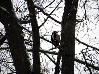 birds on tree