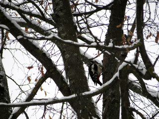bird on a tree