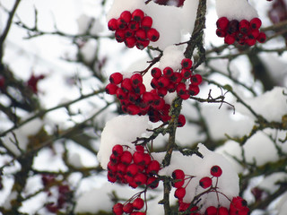 red berries in snow