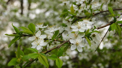 white flowers of apple tree