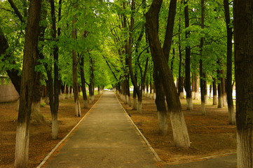alley in park