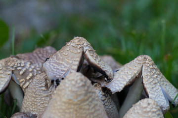 poisonous mushrooms on the background of green grass. selective focus. hallucinogenic mushrooms. torn mushroom cap. mushroom poisoning. death of a poison mushroom.