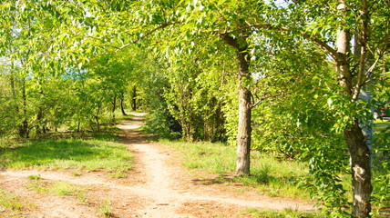 path in park