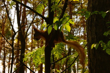 Squirrel on a tree