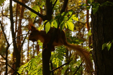 tree in the forest