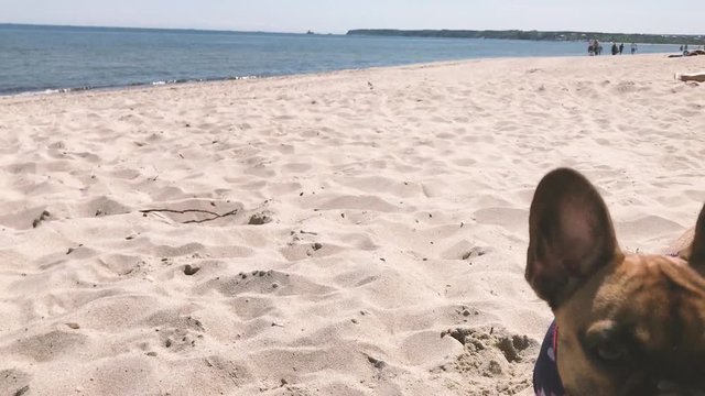 Small French Bulldog hava a nice time on beach